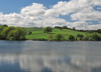 Oak tree in fields, clouds reflected in lake.jpg
